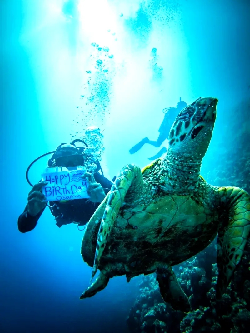 A turtle with a diver holding the complete Happy Birthday Osama sign behind it