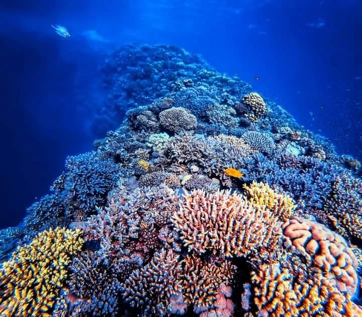 Coral on the reef shelf at the edge of the Blue Hole